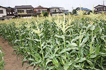 花が咲いたトウモロコシ畑の写真