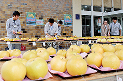 東大和市で梨共進会が開催