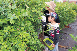 ブルーベリー農家が収穫体験付定期積金に協力