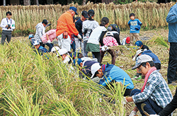 国立地区で稲作体験
