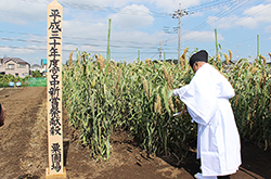 宮中新嘗祭献穀粟抜穂祭