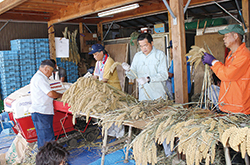 宮中新嘗祭献穀粟抜穂祭