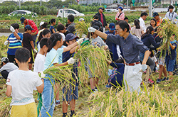 国立地区で稲作体験