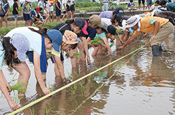 国立稲作体験学習会