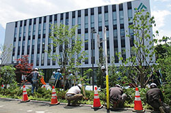 本店の植木植栽
