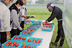 立川市夏野菜品評会