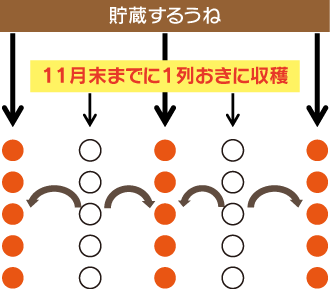 サトイモの畑での貯蔵法