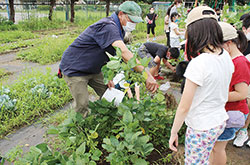 エダマメ収穫指導で食農教育