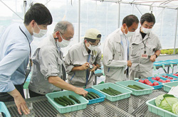 立川市夏野菜品評会