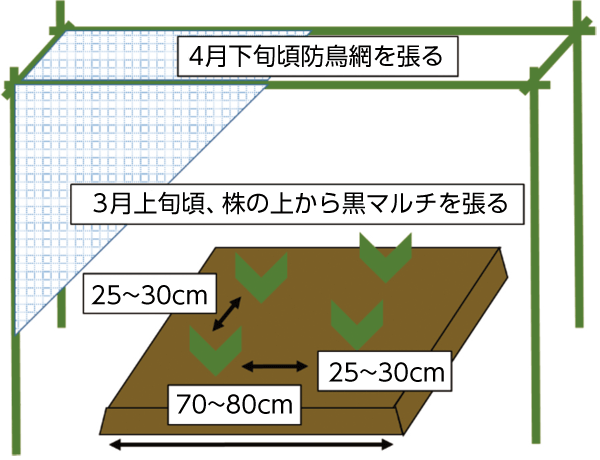 育て方イラスト