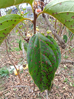 葉に茶色の斑点が発生