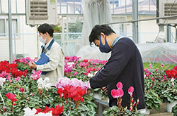 昭島花卉立毛品評会
