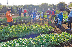 親子野菜収穫体験会を開催