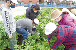 小学生が育てたダイコンを学校給食センターに出荷