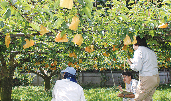 昭島地区果実生産部会
