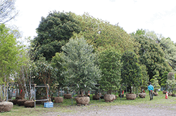 第51回東京都農業祭(植木部門)