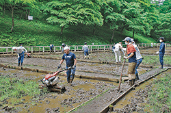 「農友会」・武蔵村山地区青壮年部が学習田を田起こし
