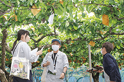梨赤星病の巡回指導会