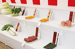 品評会に出品されたサツマイモやきゅうり等の写真