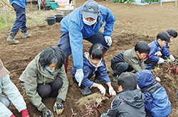 畑で収穫方法を指導している職員の写真