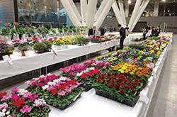 第51回東京都農業祭共進会に出品され、テーブルに並ぶパンジーやシクラメンなどの写真