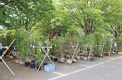屋外に陳列された多くの植木の写真