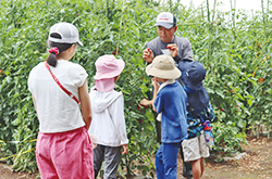 収穫体験をする子どもたち