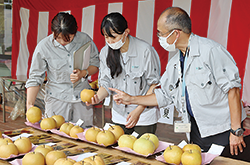 梨を品評する職員3人