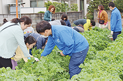 畑で収穫方法を指導している職員の写真