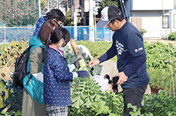 畑で冬野菜を収穫する参加者の写真