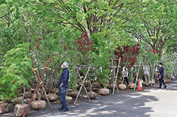 屋外に陳列された多くの植木の写真
