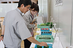 親子夏野菜収穫体験会