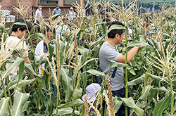 収穫体験への協力