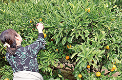 みかん狩り体験付定期積金