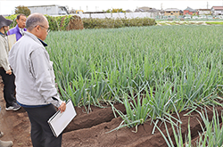 第55回昭島市そ菜経営研究会秋期立毛品評会