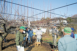 東大和市果実生産組合が剪定講習会を開催
