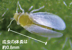 害虫の好む色