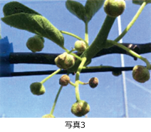 写真3