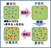 抵抗性が発達するイメージ