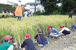 国立地区で稲作体験