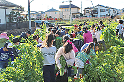 児童がダイコン収穫を体験